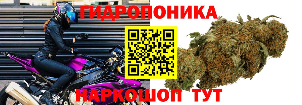 Каннабис сатива Кондопога